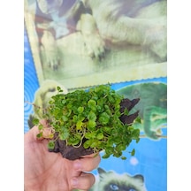 Repens "Dichondra Repens"Mango Köküne Sarılı Kök Boy : 10 CM civa