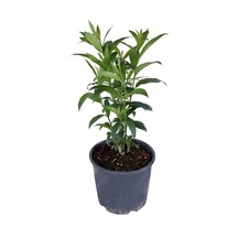 Melisa Çiçeği Kokulu Parfüm Çiçeği Bitkisi Saksıda Cestrum Nocturnum