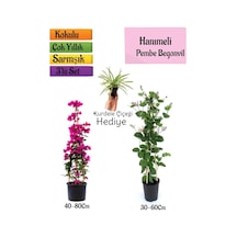 Pembe Begonvil+kokulu Hanıme Çiçeği+kurdele Çiçeği 3'lü Peyzaj Seti