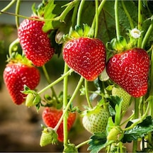 50 Adet Monterey Çilek Fidanı Açık Kök Taze Söküm Frigo