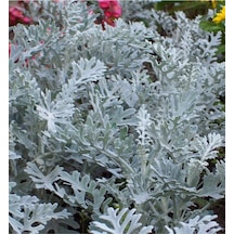 Videolu Bahçe Külü Çiçeği Fidanı 30-50 Cm Saksılı Çiçekli Bodur Bitkiler Cineraria Maritima