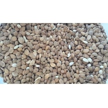 Toptan Acı Kayısı Çekirdeği 25 Kg 25 KG