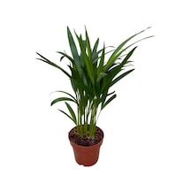 Dypsis Lutescens (Areka Palmiyesi) Ø12 CM Y30-35 CM