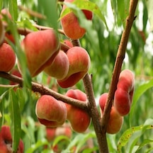 Tüplü Eşi Bulunmaz Paraguaya Basık Şeftali Fidanı
