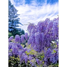 Mor Salkım 80 Cm Saksılı/tüplü Dış Mekan Sarmaşık Bitkileri Wisteria