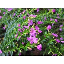 Pembe Kufeya Çiçeği1 Adet Saksılı/ Tüplü 35-55cm İç/ Dış Mekan Bitksi