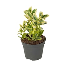 Serada Decor Plant Altuni Gold Taflan Doğal Çit Soğuğa Dayanıklı Dış Mekan Süs Bitkisi 25-45 Cm