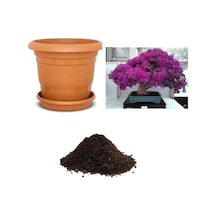 Ithal Bodur Erguvan Bonsai Ağacı Tohumu Ekim Seti