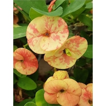 Taylanda Mili - Dikenler Tacı Iri Ebrulî Çiçek Açan Bitki Boyu 5-7 Cm'dir 5.5cm Saksılı-9088096634096