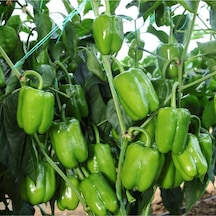 Biber Kandil Dolma Tohumu -100 Adet
