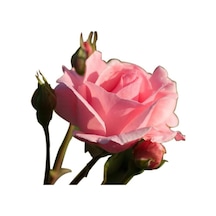 Gül Fidesi ''pembe'' 10-20 Cm