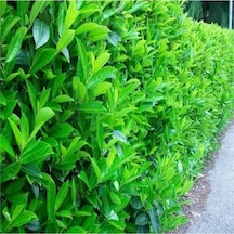 Serada Decor Plant Kartopu Viburnum Lucidum Fidanı 15-25 Cm 5 Adet Doğal Çit Duvar