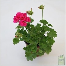 Ebruli Pembe Sardunya Çiçeği 10-20 Cm