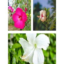 Videolu Karışık Renk 3'lü Japon Gülü Çiçeği Fidanı 40-60 Cm Saksılı Çiçekli Bodur Japanese Quince