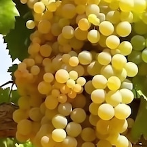 Yemesi Mükemmel Kokulu Yüksek Aromalı Dökülgen Üzüm Fidanı