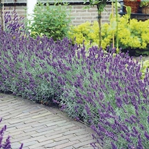 Lavanta Lavandula Angustifolia 3 Adet