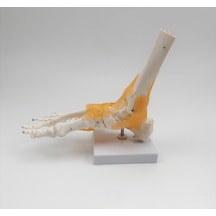 Ece-Eğitim Ayak Eklemi Modeli Ligamentli Gerçek Boyut