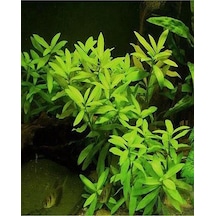 Hy Gophila Polysperma Ceylon Zeytin 6-8 Kök Canlı Kök P260