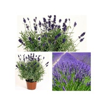 Aromatik Bitki Lavanta Fidanı Saksılı Yoğun Kokulu