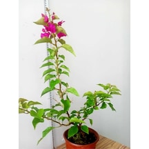 Bodur Begonvil Bougainvillea Ev - Balkon Begonvil Bougainvillea