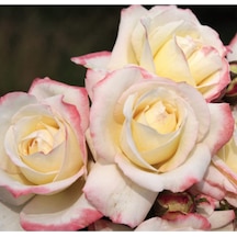 5 Adet Sarı Athena Gül Tohumu