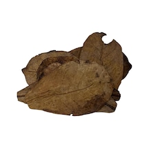 Catappa Yaprağı Yüksek Kalite İthal 15cm 3 Adet