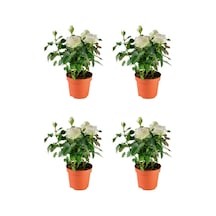 Yediveren Yoğun Kokulu Beyaz Renkli 30 60 Cm 4 Adet Saksılı Aşılı Gül White Rose