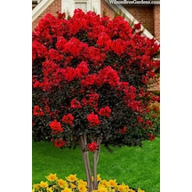 Kırmızı Hint Oya Ağacı 80 - 100 Cm - Tüplü