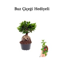 Hediyelik Bonsai Bitkisi Sevgililer Gününe Özel Buz Çiçeği Hediyeli