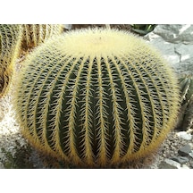 Altın Fıçı Kaktüsü – Echinocactus Grusonii 20-30 cm