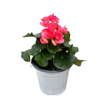 Begonia Elatior 'pink' Katmerli Begonya