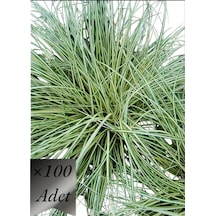 Alacalı Sarkık Carex Bitkisi x 100 ad