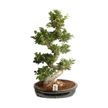 Bodur Hambeles Bonzai Ağacı Tohumu 5 Adet Tohum Bonsai Ağacı Tohumu