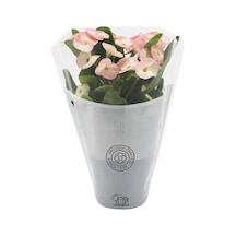 Pink Ithal Euphorbia Milii Pembe Dikenler Tacı Özel Tür