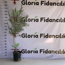 Saksıda 3 Yaş Arbequeinea İspanyol Zeytin Fidanı