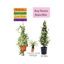 Kokulu Arap Yasemini+hedera Hex Sarmaşık+kurdele Çiçeği 3'lü Bahçe Seti
