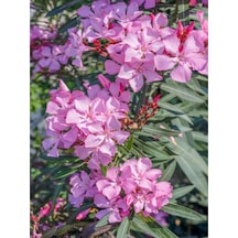 Videolu Pembe Renkli Zakkum Çiçeği Fidanı 40 60cm Adet Saksılı Dış Mekan Bitkisi Nerium Oleander
