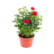 Kokulu Kırmızı Gül 1 Adet Saksılı 50-70cm Aşılı Gül Red Rose