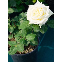 Videolu Yediveren Beyaz Renkli Yoğun Kokulu 40 60 Cm 2 Adet Aşılı Gül White Rose