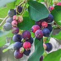 Saskatoonberry Meyve Fidanı 1-2 Yaş Arası Saksılı 30-60 Cm Boy
