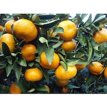 Satsuma Mandalina Fidanı 3 Adet - 3 Yaş Tüplü Fidan