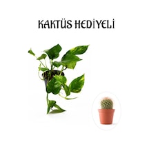 Pothos Alacalı Salon Sarmaşığı Sevgililer Gününe Özel Kaktüs Hediyeli