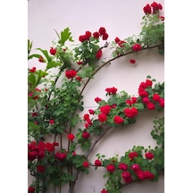Videolu Kırmızı Yediveren Sarmaşık Gül Fidanı 50-80cm Tüplü Aşılı Gül Red Rose