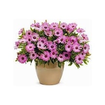 150 Adet Tohum Nadir Bulunan Pembe Papatya Çiçeği Tohumu Yeni Ürü