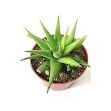 Haworthia Rigida 10 Adet