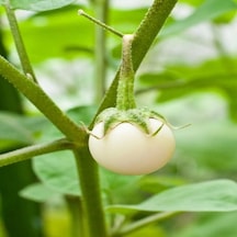 Big White Patlıcan Tohumu 15 Tohum 1 Paket