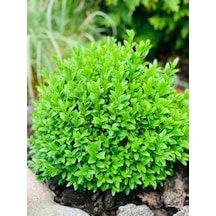 Videolu Çalı Şimşir Peyzaj Bitkisi 30 40cm 1 Adet Saksılı Dış Mekan Buxus Sempervirens