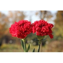 Fidanistanbul Karanfil Kırmızı Renk Çiçek Tohumu 25 Adet