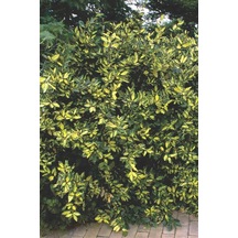 Altuni Süs İğdesi Fidanı 40-60 cm