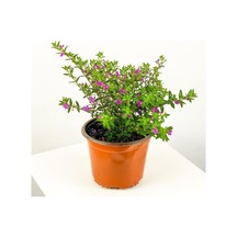 Kufeya Cennet Çiçeği Fidanı Pembe Cuphea Hyssopifolia 10-20 Cm